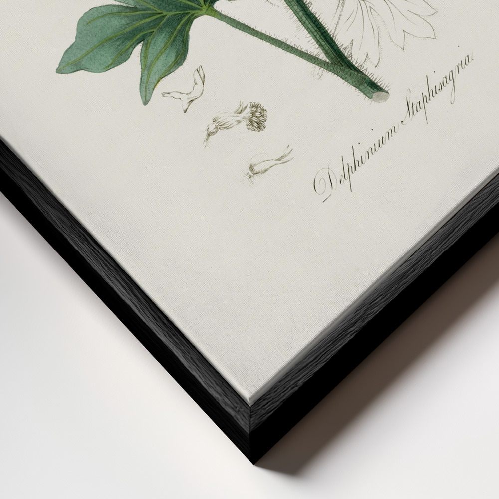 Canvas print - Delphinum Staphisagria Medical Botany frame close up - black frame