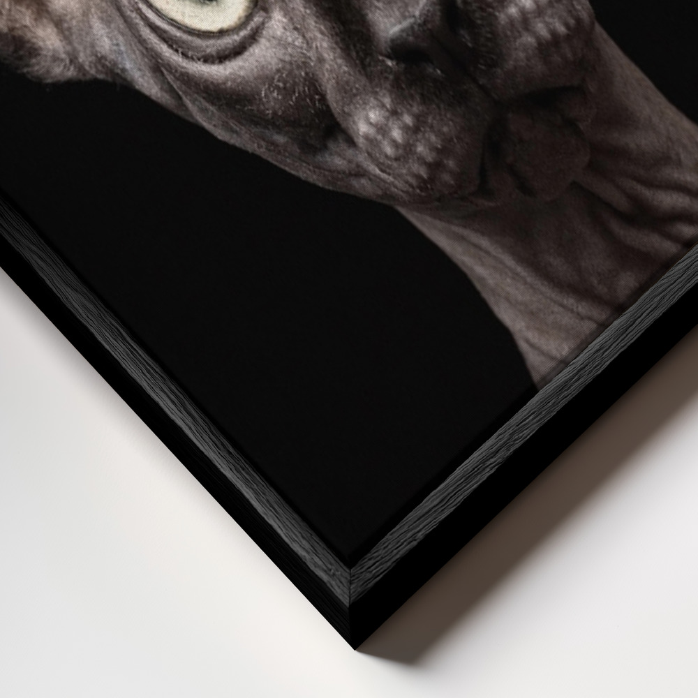 Toile - Sphynx Cat cadre en gros plan - cadre noir