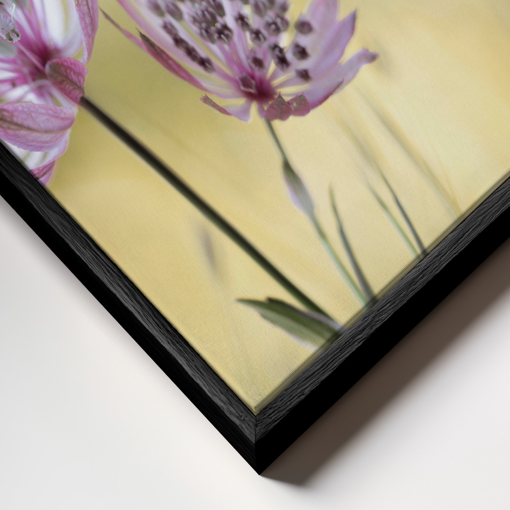 Canvas schilderi - Astrantia Major frame close-up - zwart frame