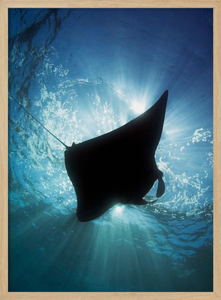 Poster - Manta Silhouette posterframe van natuurlijk hout