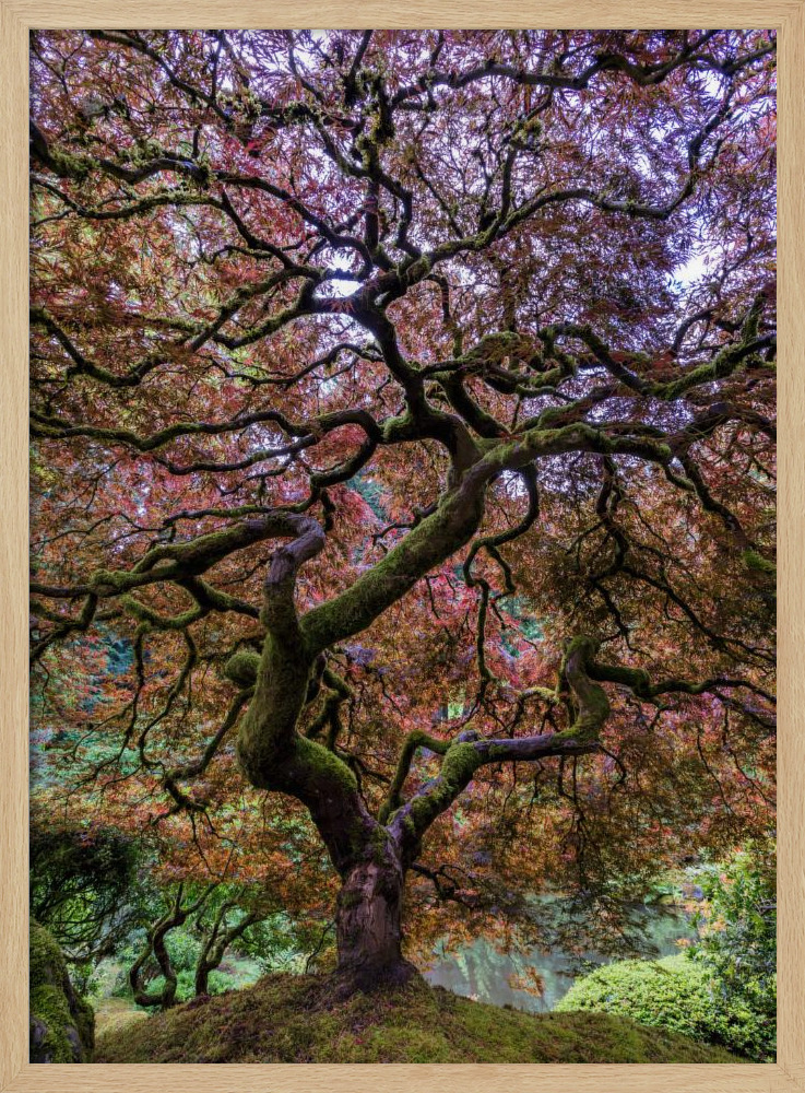 Poster - Japanese Maple Tree natural wood poster frame