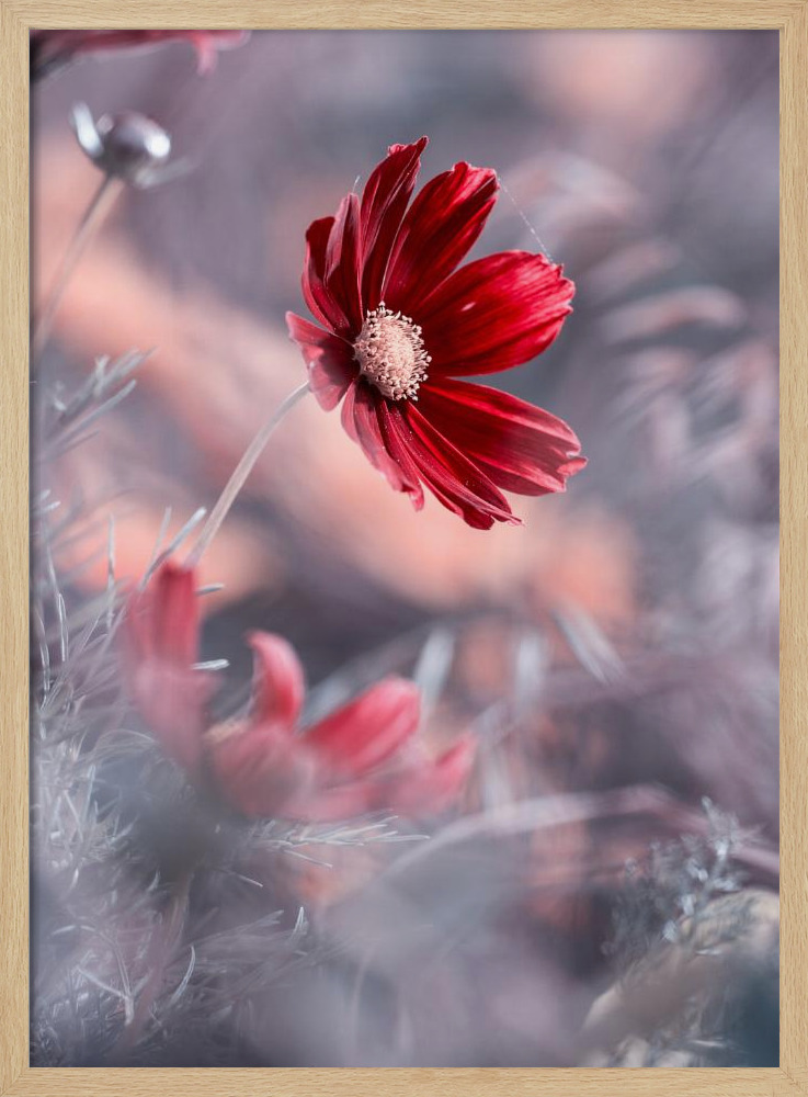 Poster - Carmen II natural wood poster frame