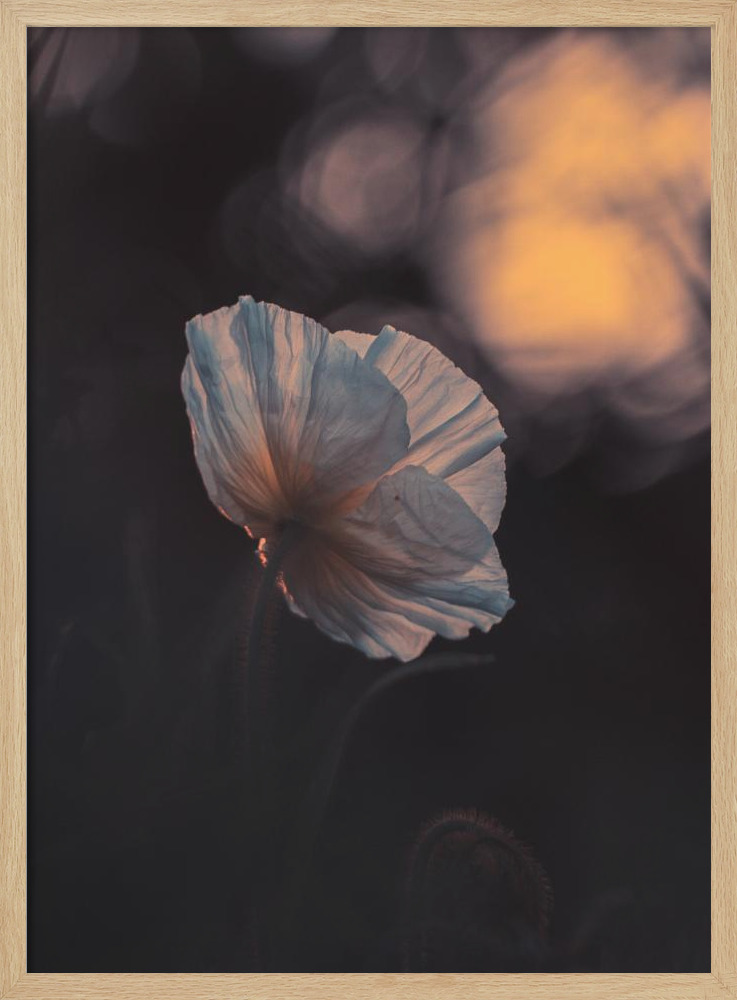 Poster - Last Ray natural wood poster frame