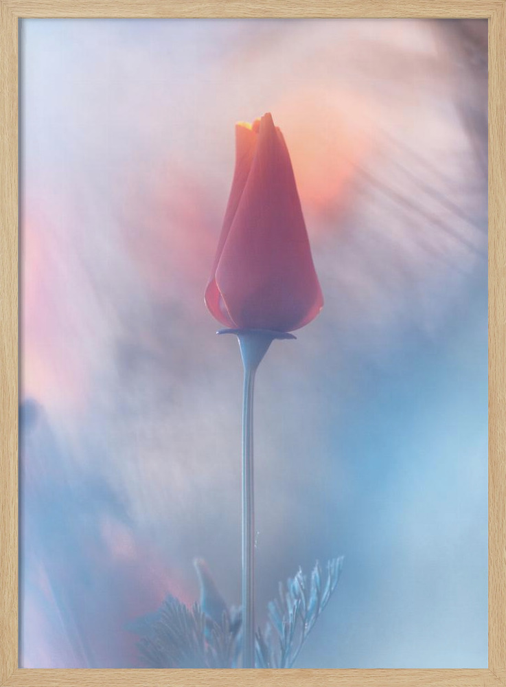 Poster - Douceur & Volupté natural wood poster frame