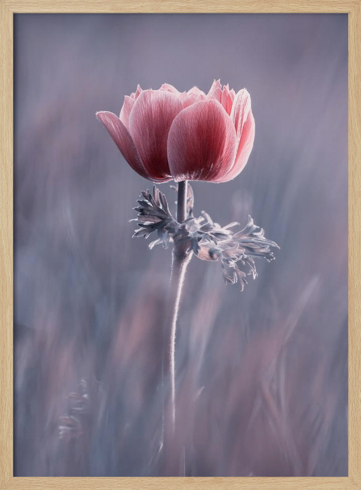 Affiche - Pink ! So What ? cadre de poster en bois naturel