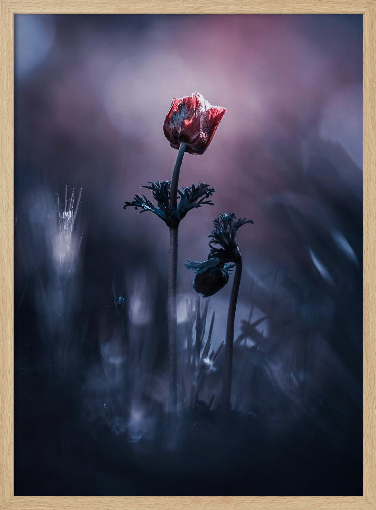 Poster - Early Girl natural wood poster frame