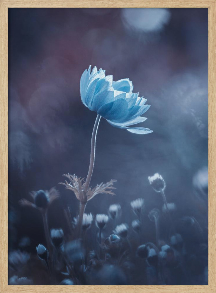 Poster - A short story of flower natural wood poster frame