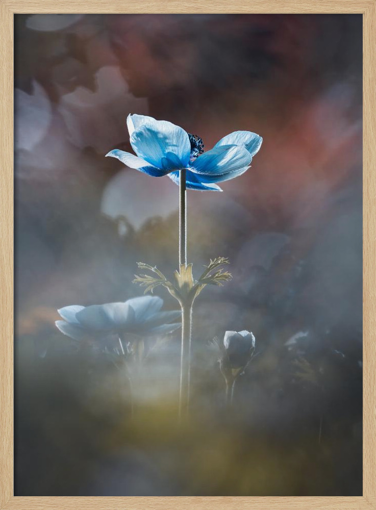 Poster - Blossom like a flower natural wood poster frame