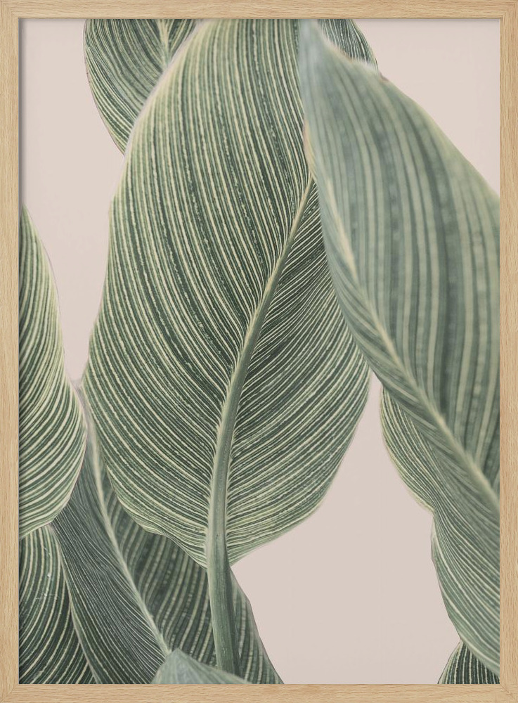 Juliste - Calla Leaf luonnollinen puu julisteen kehys