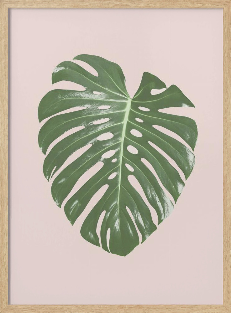 Plakat - Monstera Leaf Blush ramka na plakat z naturalnego drewna