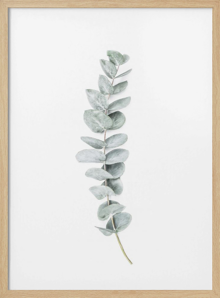 Juliste - Eucalyptus II luonnollinen puu julisteen kehys