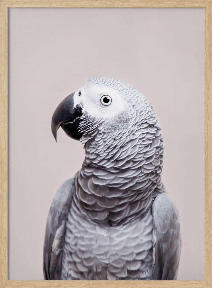 Poster - African Grey natural wood poster frame