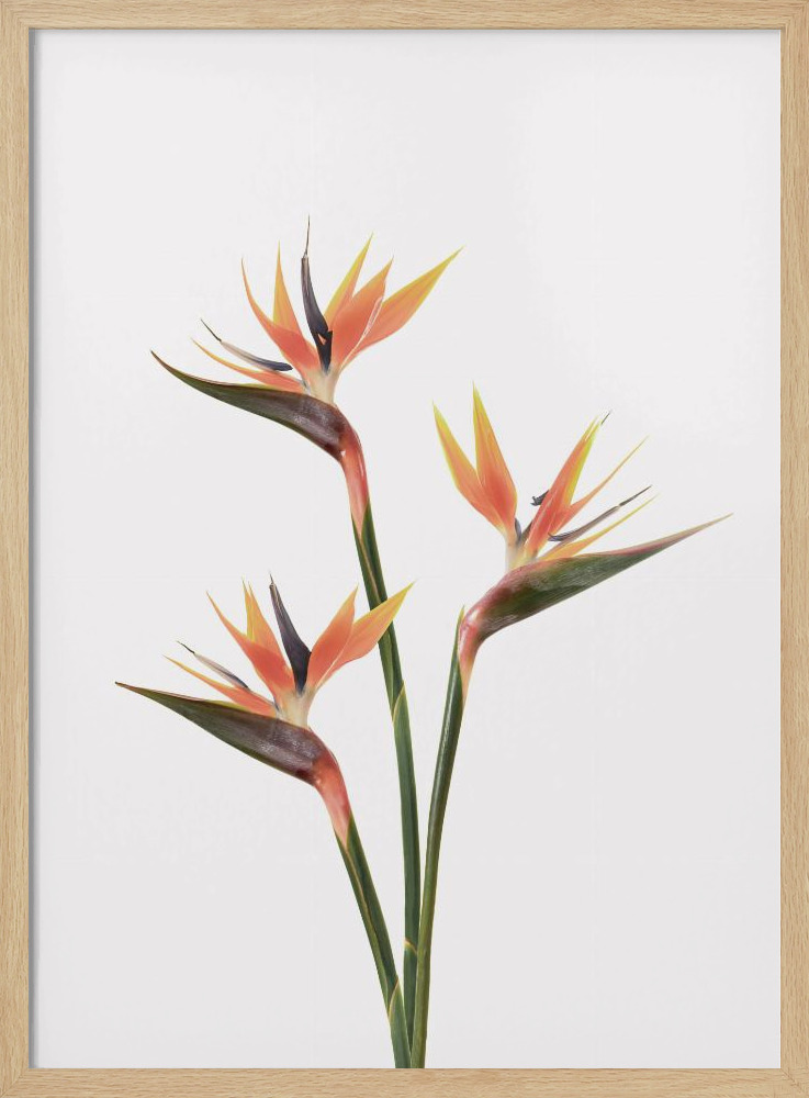 Affiche - Birds of Paradise cadre de poster en bois naturel