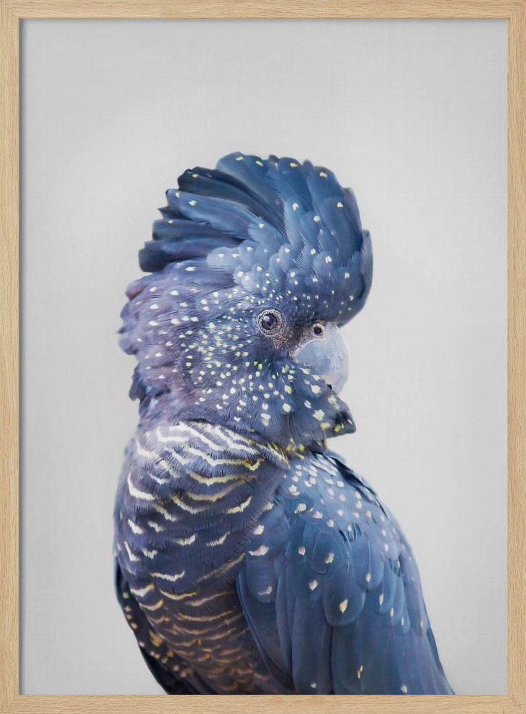 Plakat - Black Cockatoo ramka na plakat z naturalnego drewna