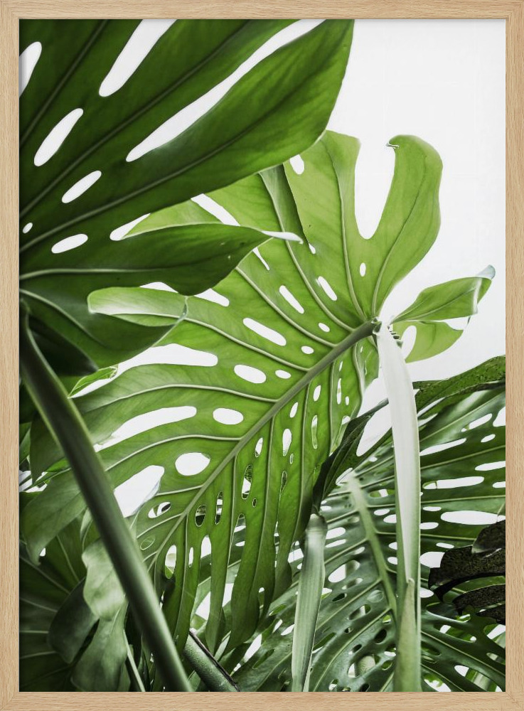 Póster - Jungle marco para póster de madera natural
