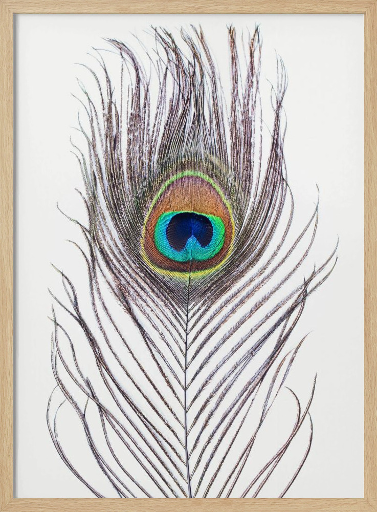Plakat - Peacock Feather ramka na plakat z naturalnego drewna