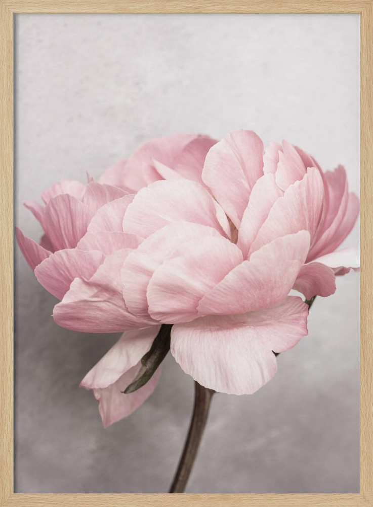 Poster - Peony natural wood poster frame