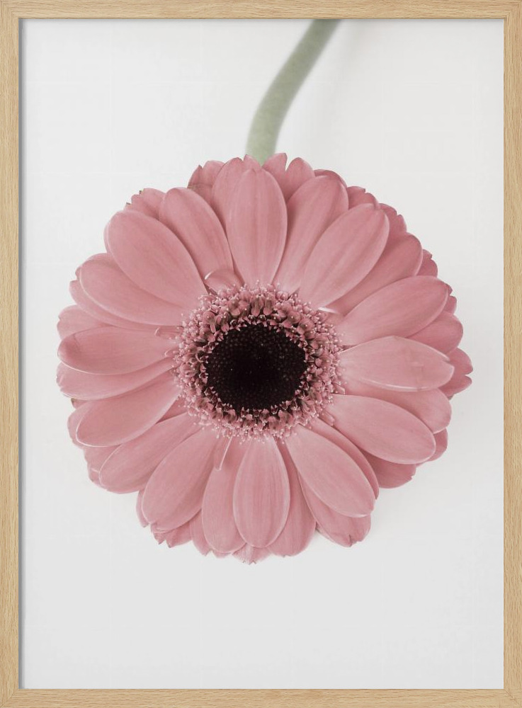Plakat - Pink Gerbera II ramka na plakat z naturalnego drewna