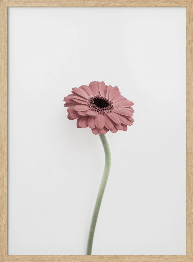 Poster - Pink Gerbera natural wood poster frame