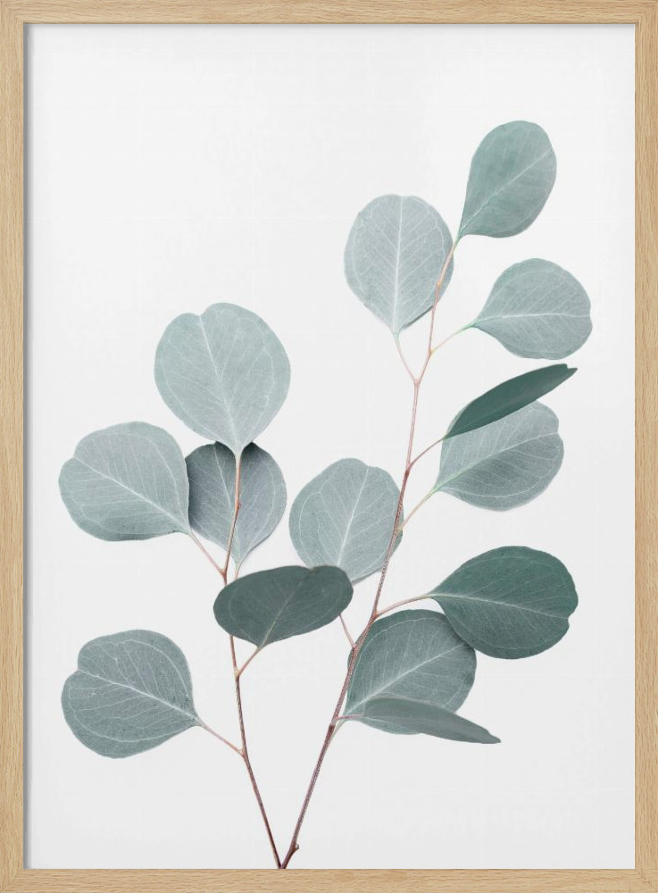 Poster - Silverdollar natural wood poster frame