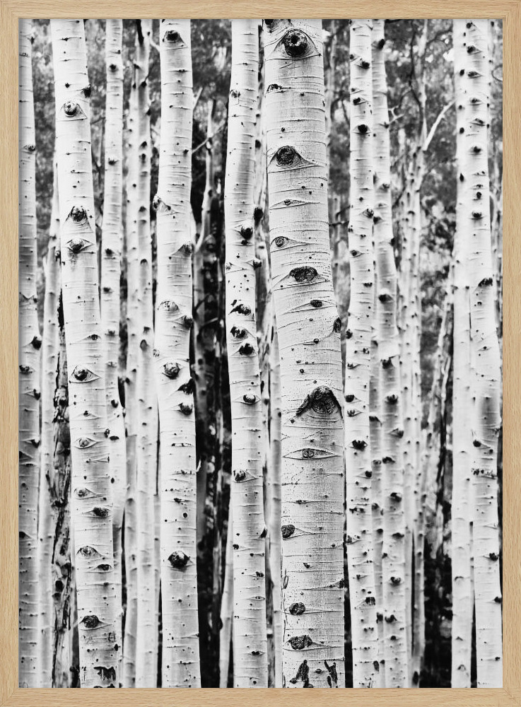 Poster - Birches posterframe van natuurlijk hout