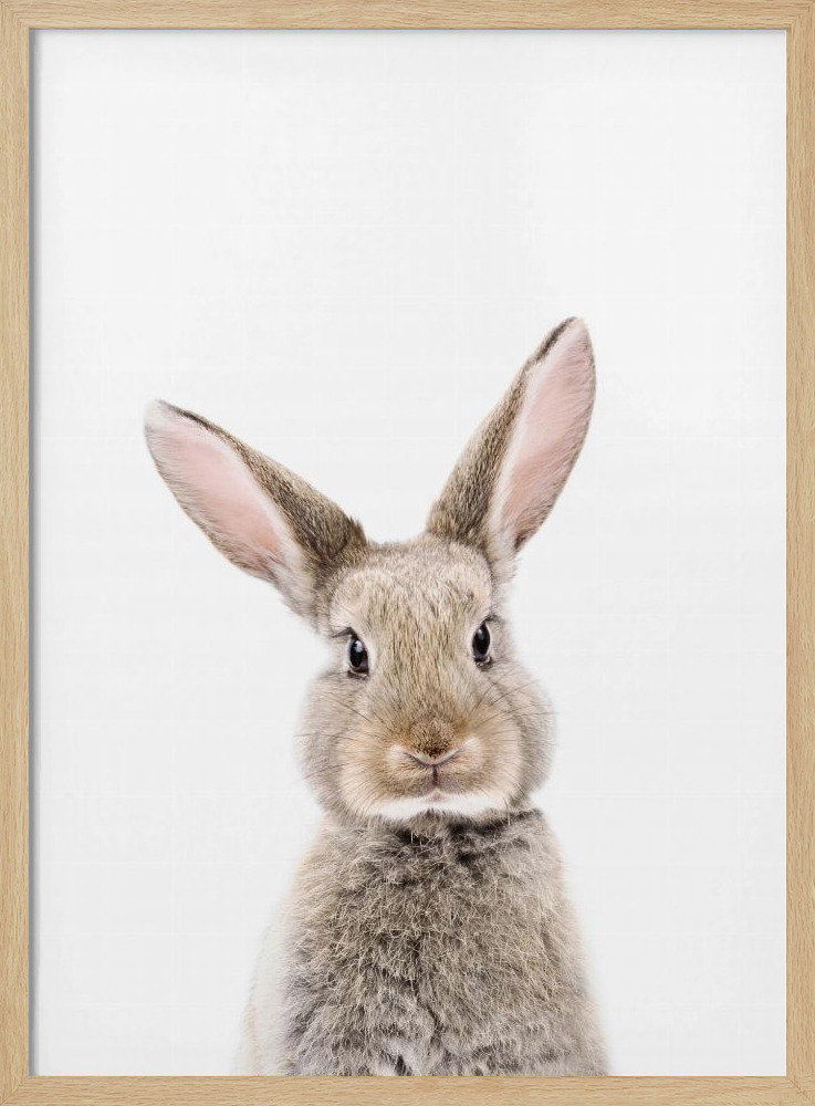 Plakat - Baby Rabbit ramka na plakat z naturalnego drewna