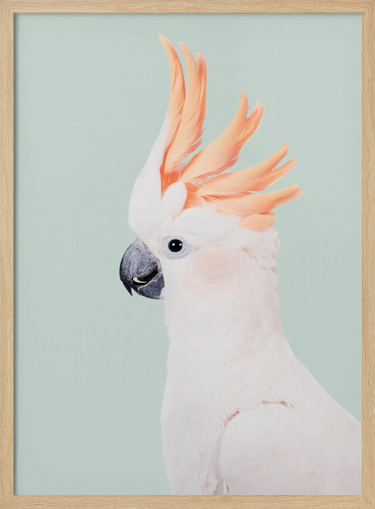 Poster - Cockatoo natural wood poster frame