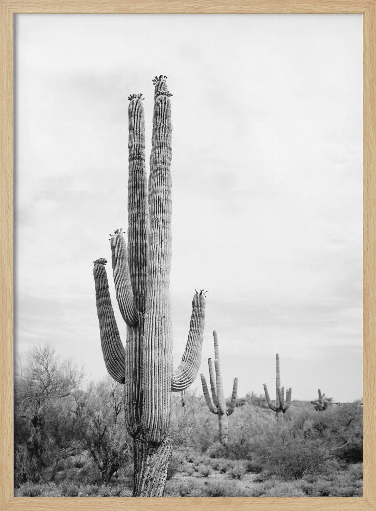 Poster - Saguaro B&W natural wood poster frame