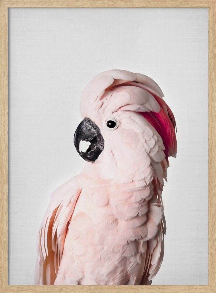 Poster - Pink Cockatoo natural wood poster frame