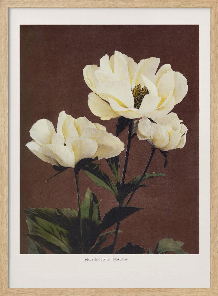 Poster - Hærdaceous Peony natural wood poster frame