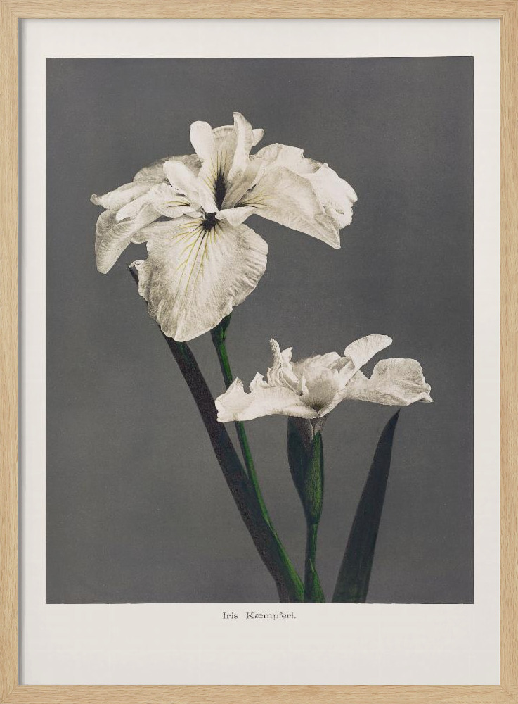 Poster - Iris Kæmpferi natural wood poster frame