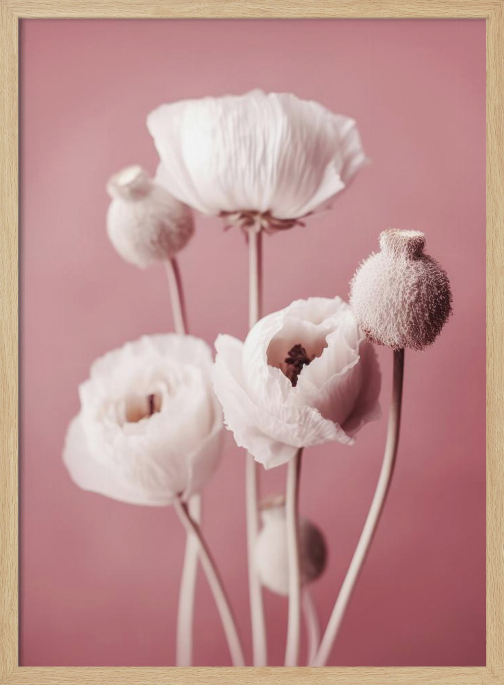 Poster - White Poppy On Pink Background natural wood poster frame