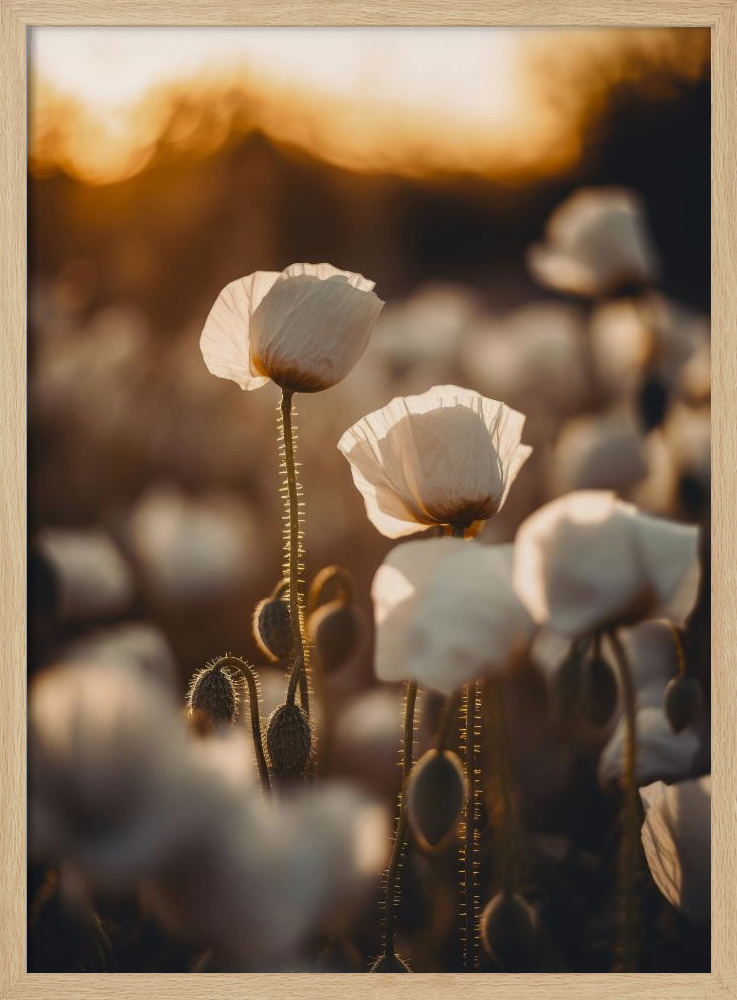 Poster - White Poppy Field No 2 natural wood poster frame