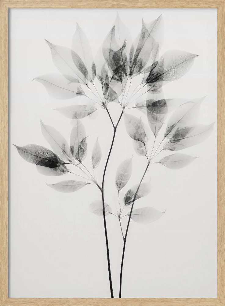 Poster - Transparent Botanic No 8 natural wood poster frame