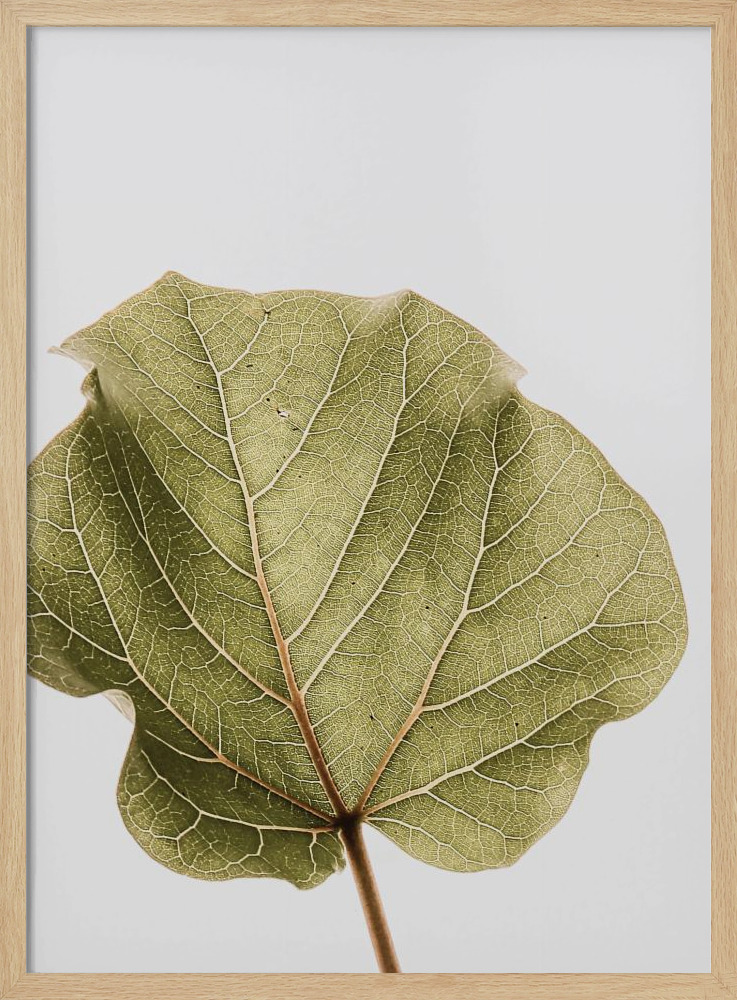 Poster - Abutifolia Noe natural wood poster frame