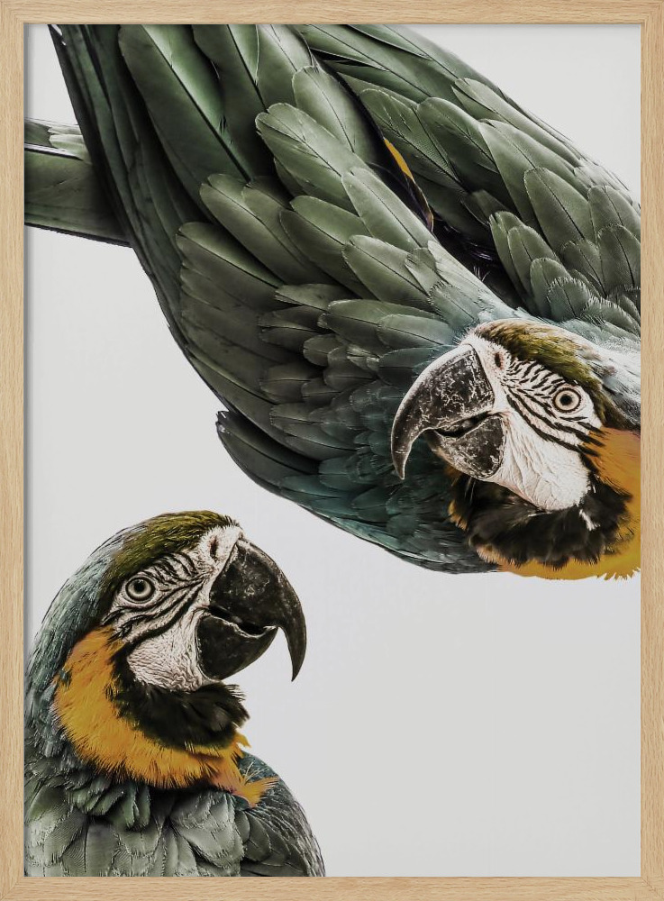 Poster - Amazonia natural wood poster frame