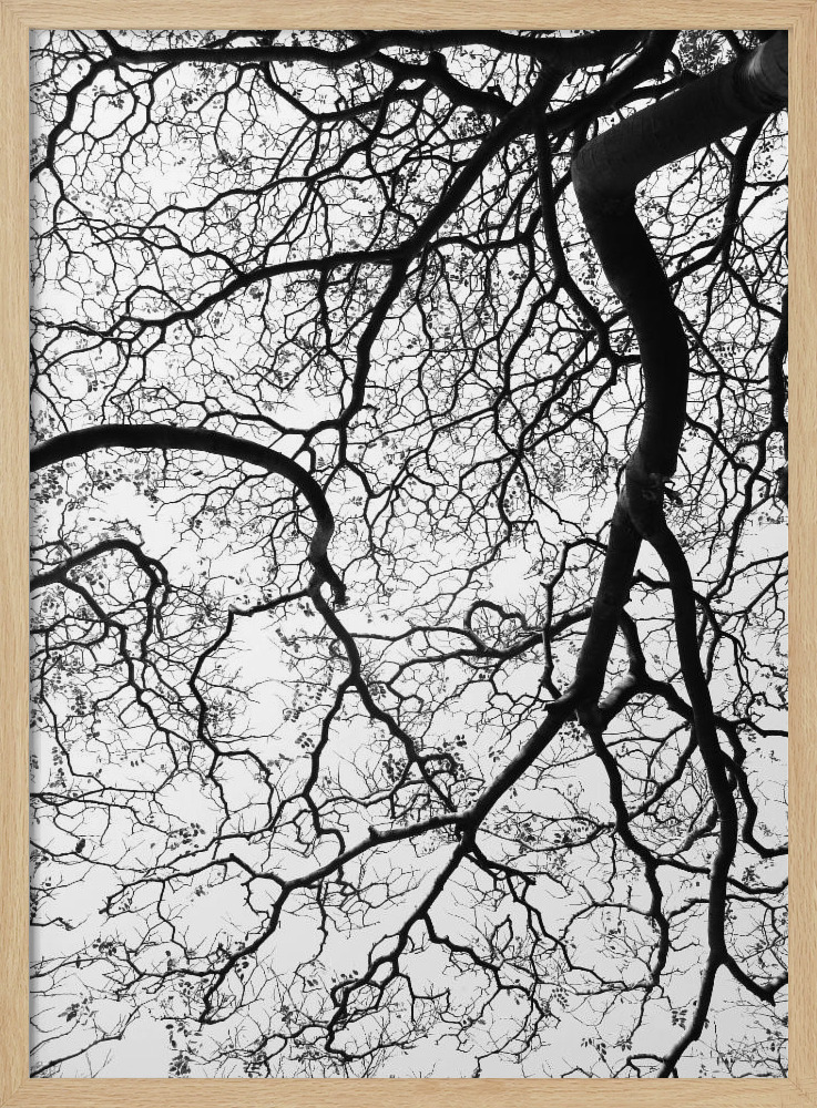 Affiche - Durban Forest cadre de poster en bois naturel