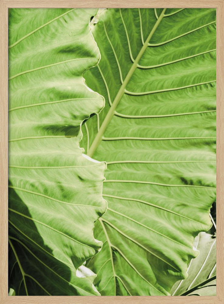 Poster - Elephants Ears natural wood poster frame