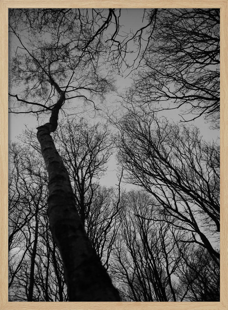 Affiche - Everglades cadre de poster en bois naturel
