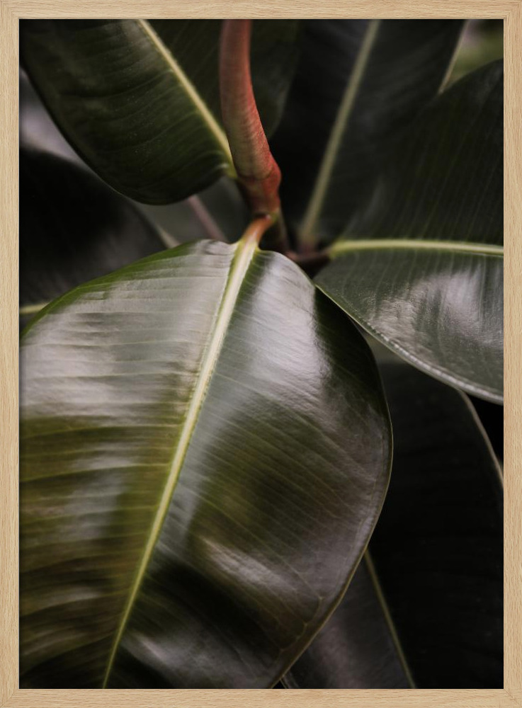 Poster - Ficus Bubu natural wood poster frame