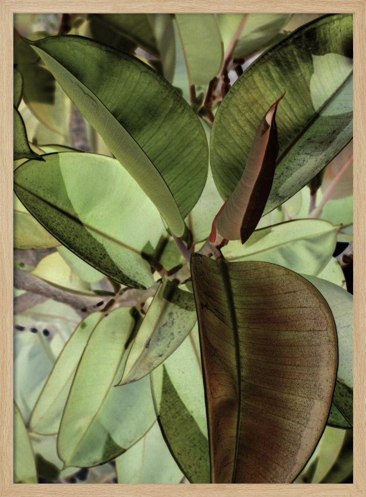 Poster - Ficus Elastica natural wood poster frame