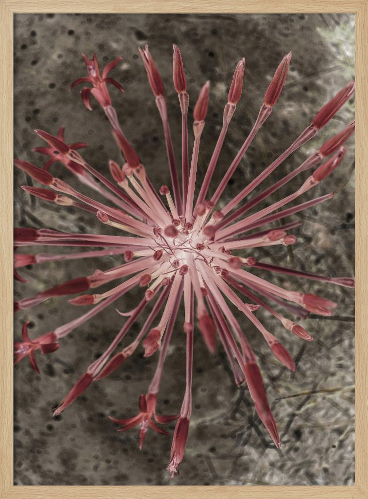 Poster - Fire Lilly natural wood poster frame