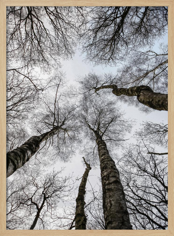 Affiche - Forest No1 cadre de poster en bois naturel