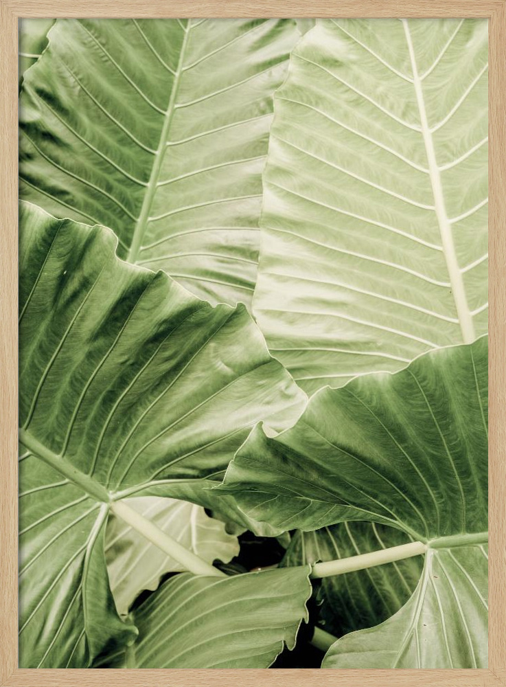 Poster - Jungle Fever natural wood poster frame