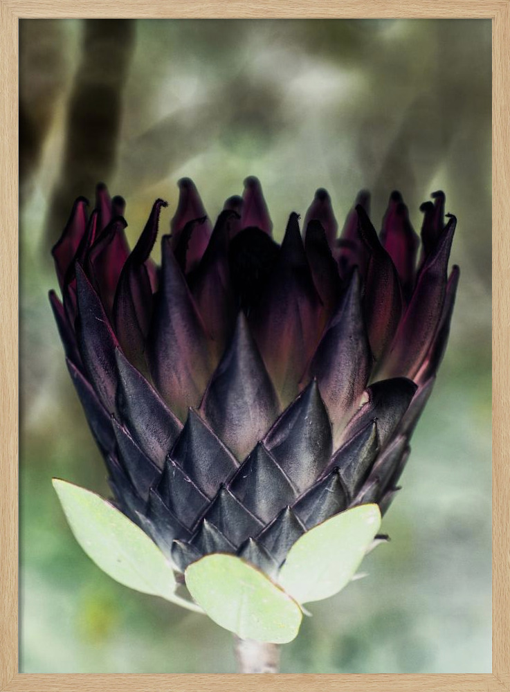 Poster - King Protea 01 natural wood poster frame