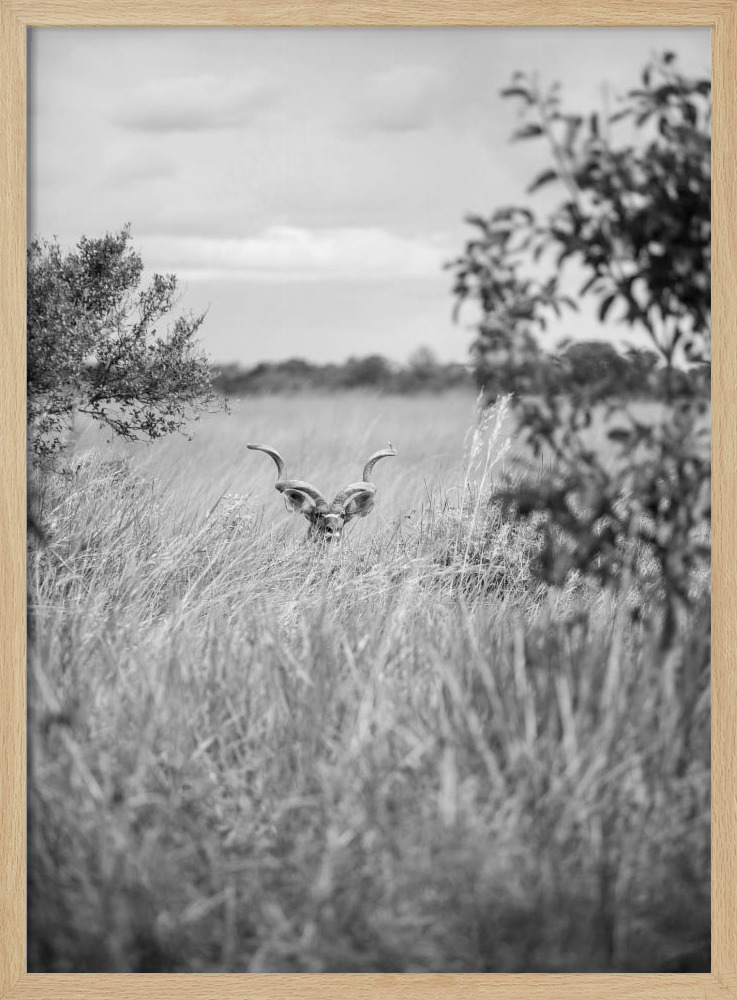 Affiche - Kudu cadre de poster en bois naturel