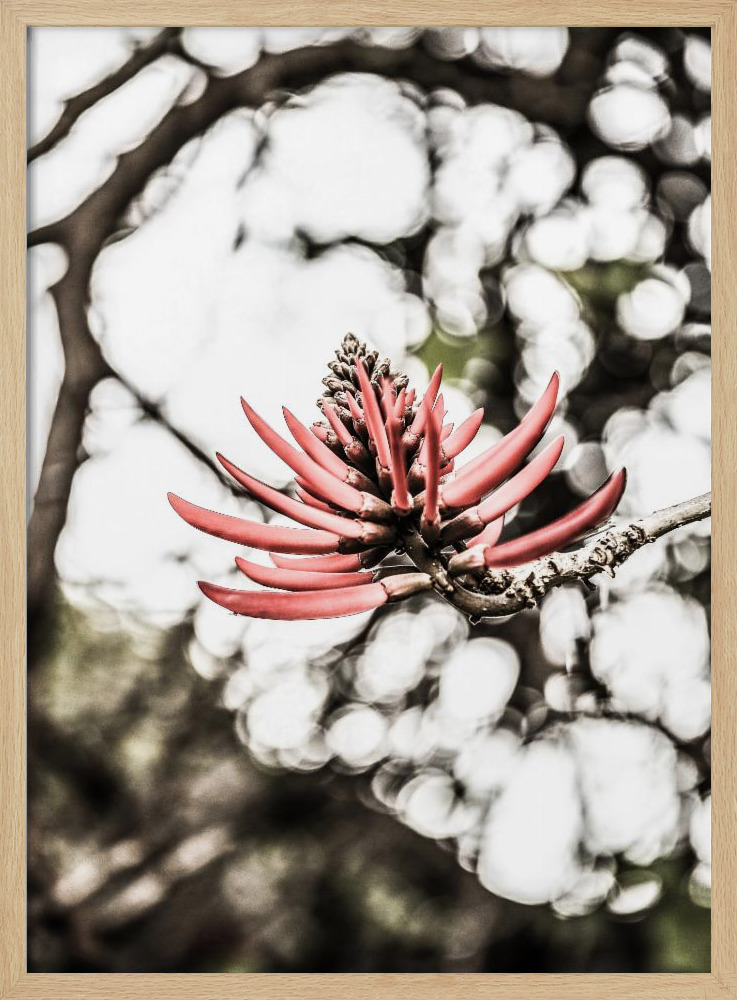 Poster - La Coral natural wood poster frame