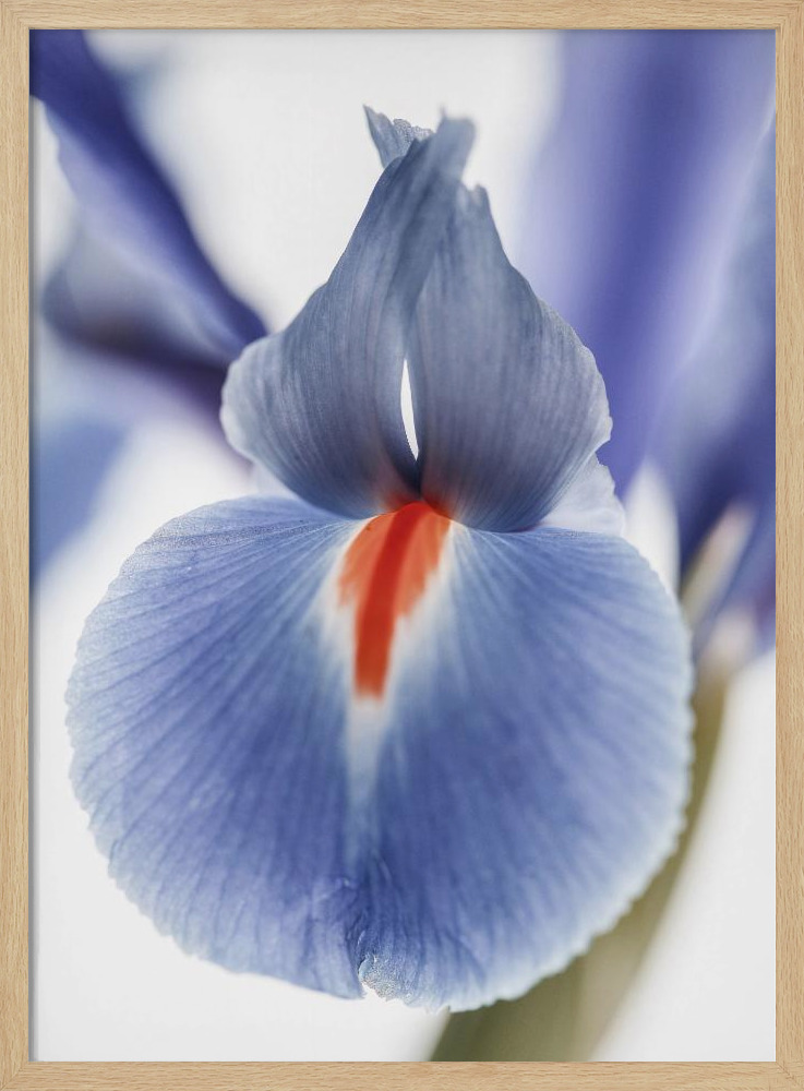 Poster - Lilly natural wood poster frame