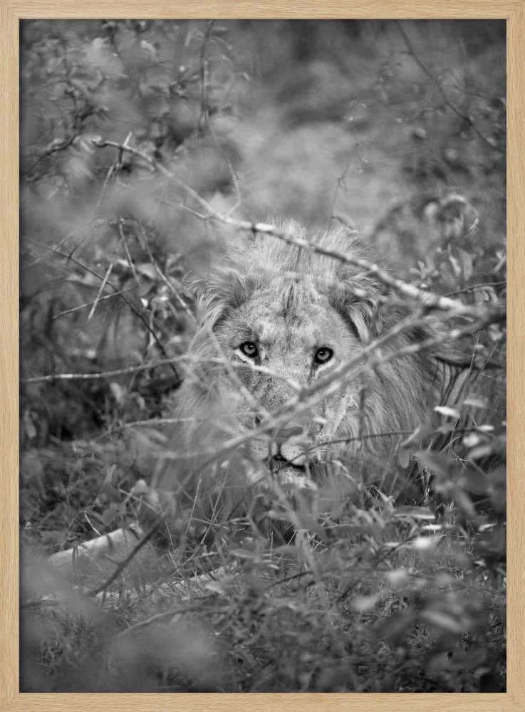 Poster - Lion natural wood poster frame