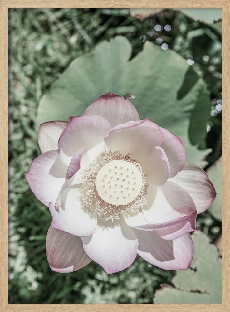 Poster - Lotus natural wood poster frame